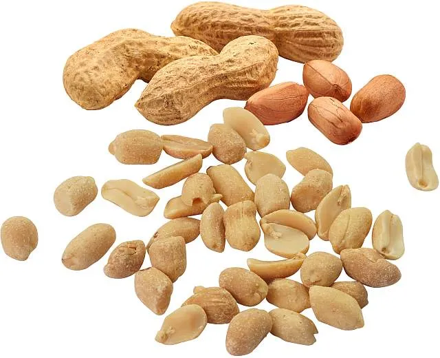 HELLMA Erdnüsse 100 x 25g | CaterPoint.de HELLMA Erdnüsse 100 x 25g | CaterPoint.de